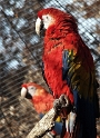 Allwetter Zoo Tiere PICT2295 (149)